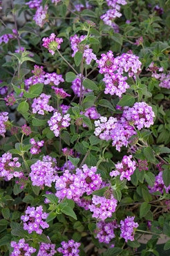 Lantana montevidensis - Trailing Purple Lantana